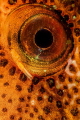  Lumpsucker  
